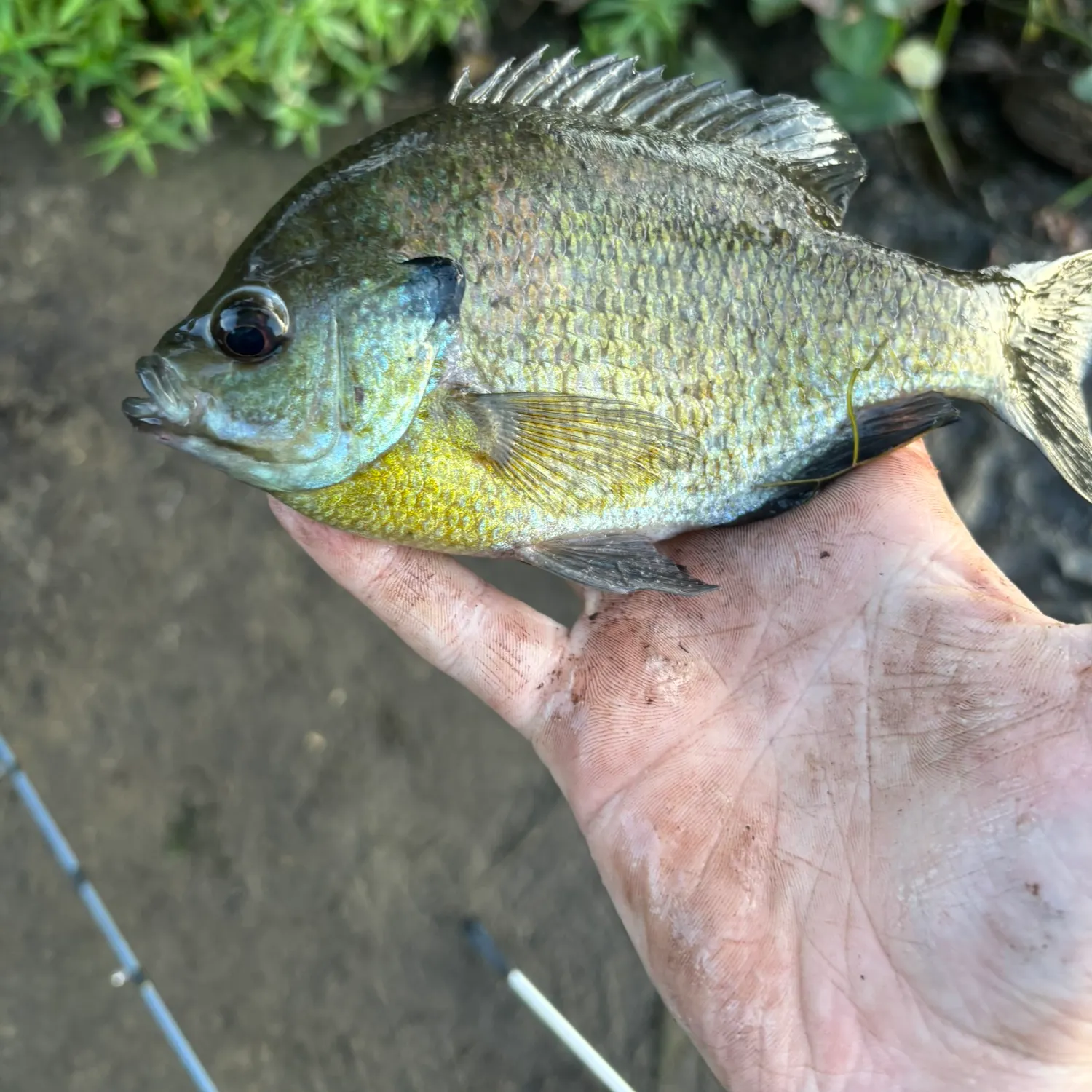 Bluegill caught on Fishbrain