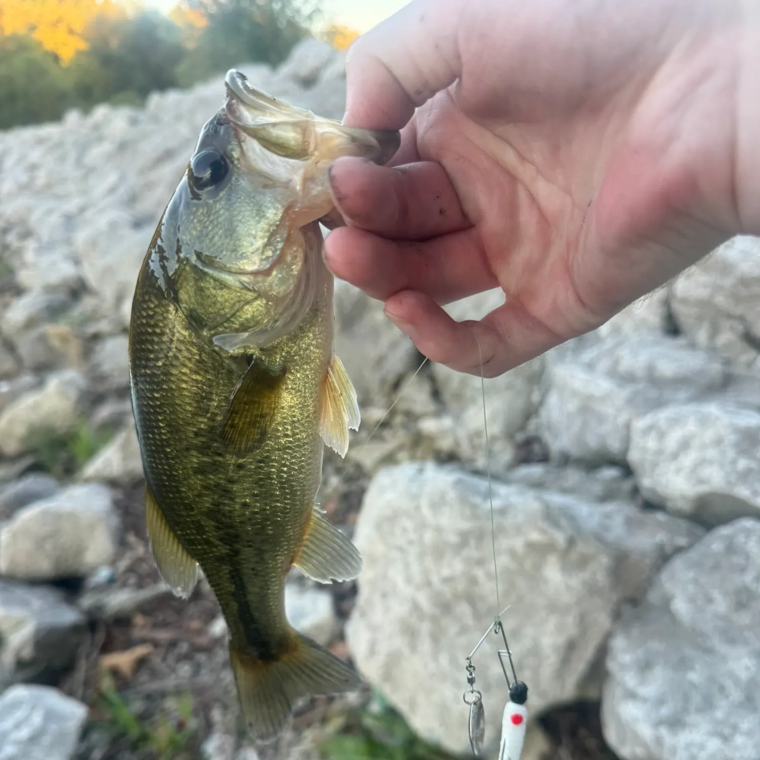 Largemouth bass caught on Fishbrain