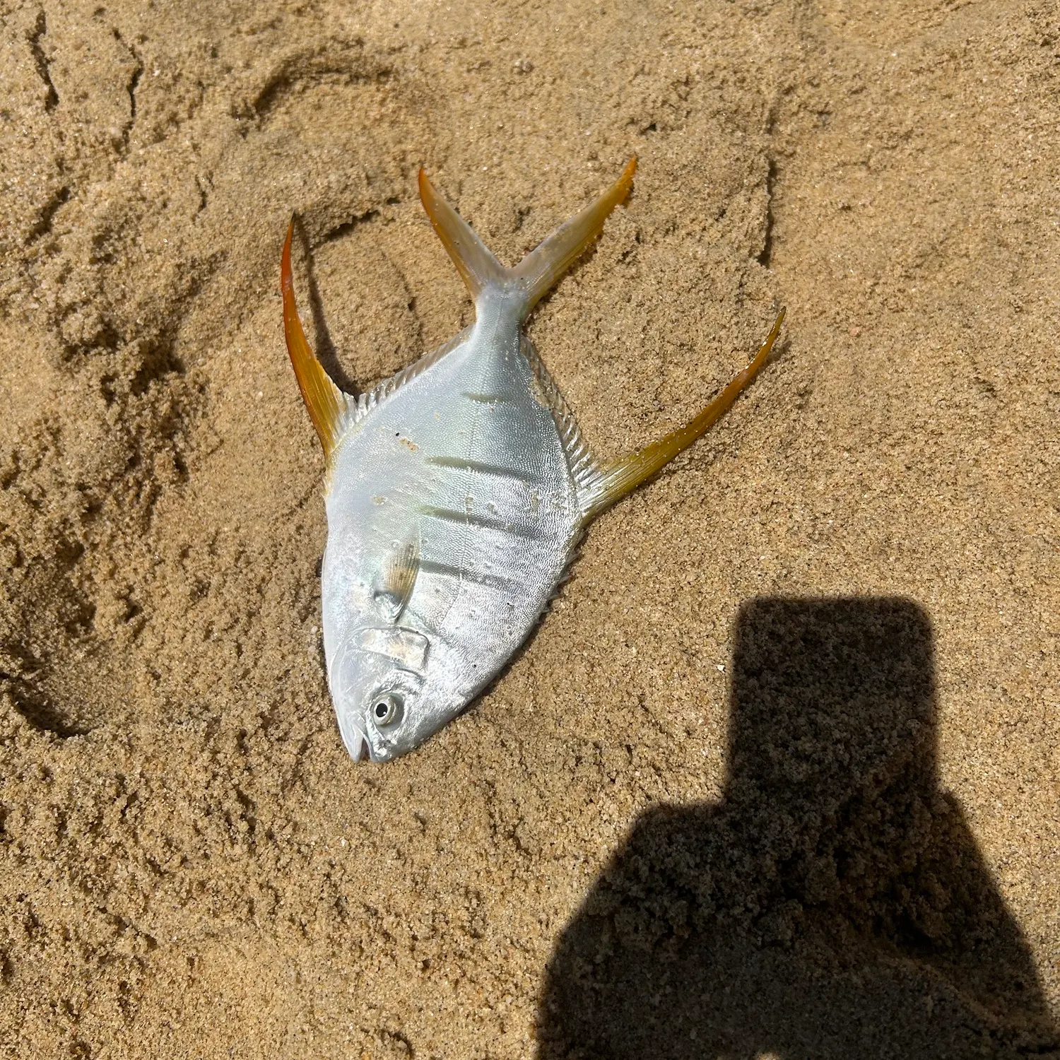 The most recent Palometa catches on Fishbrain