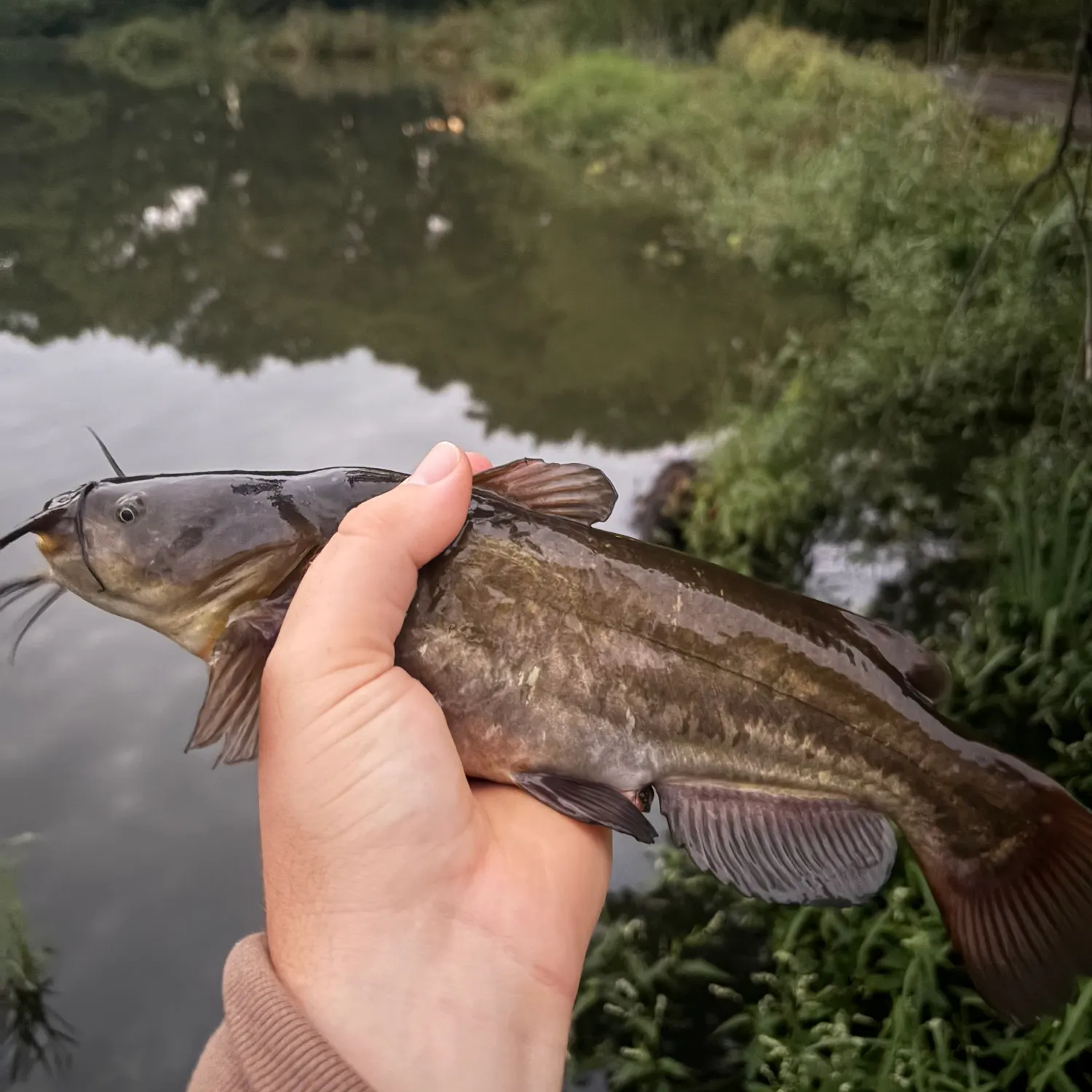Black bullhead caught on Fishbrain