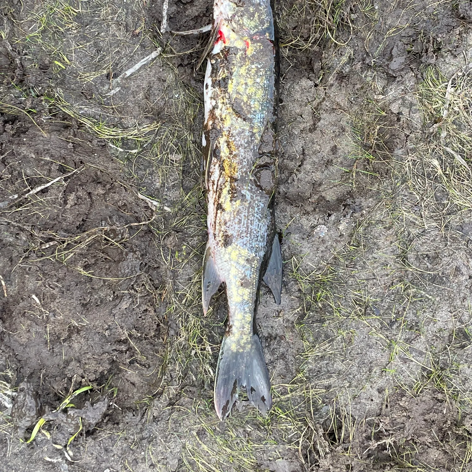 Fish caught on Fishbrain