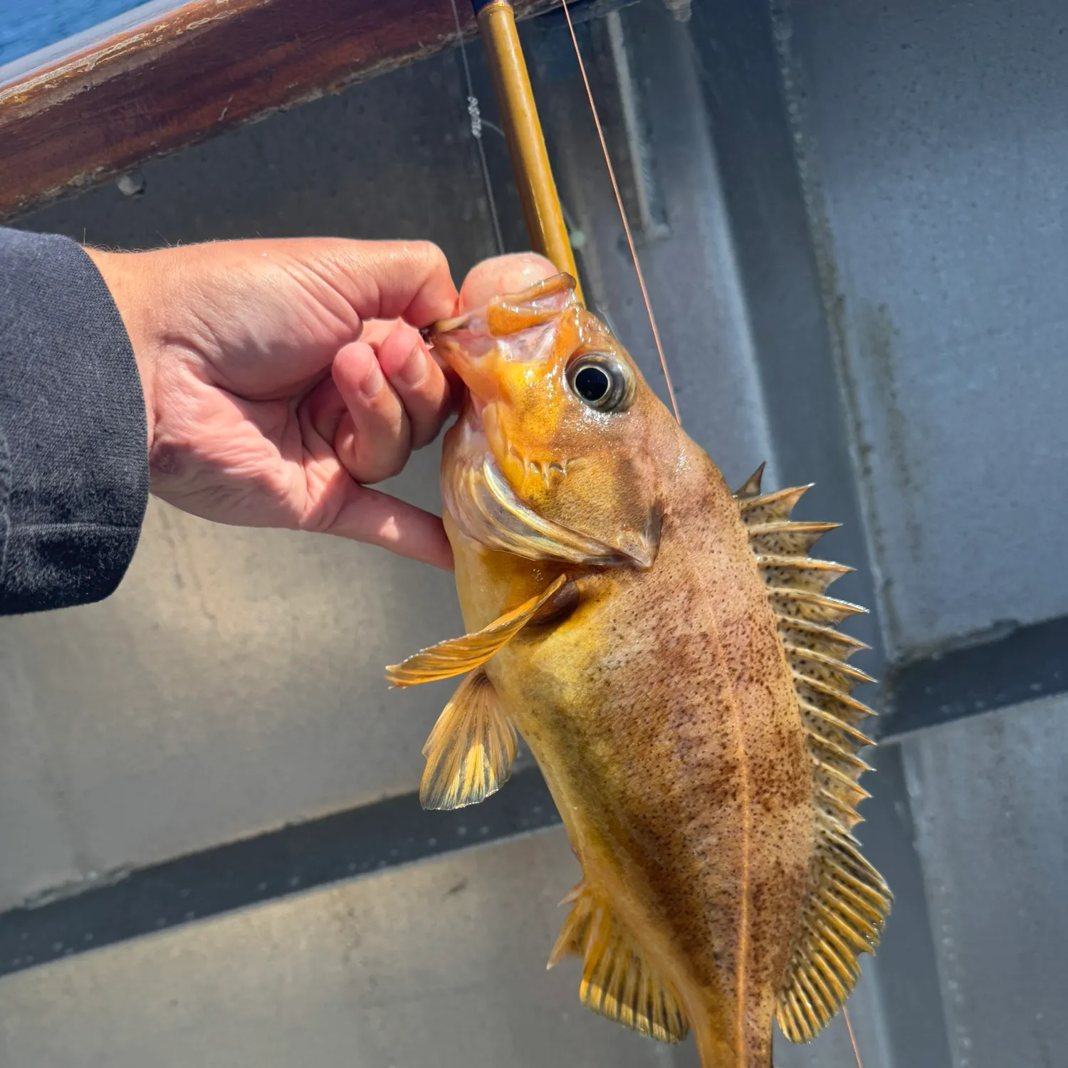 The most recent Speckled rockfish catches on Fishbrain