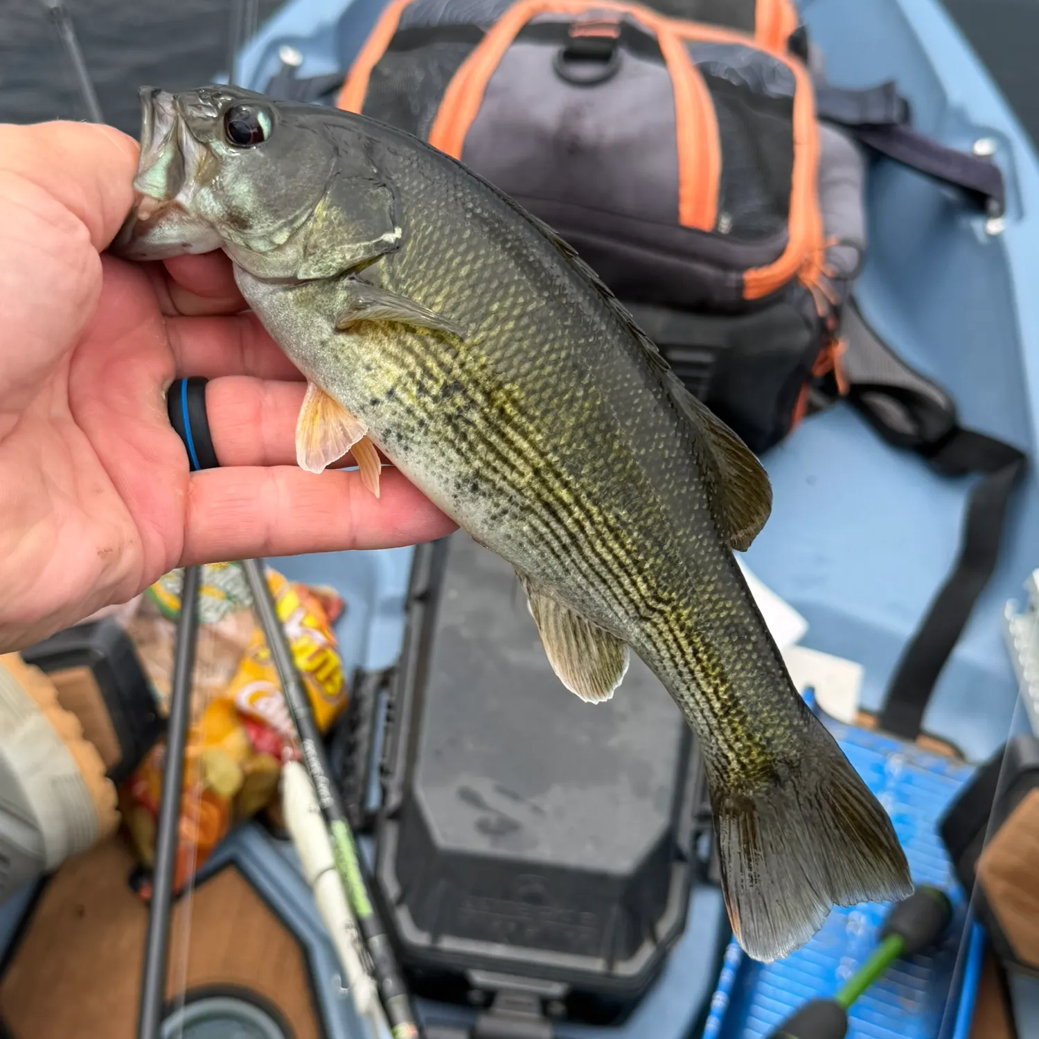 The most recent Bartram's bass catches on Fishbrain