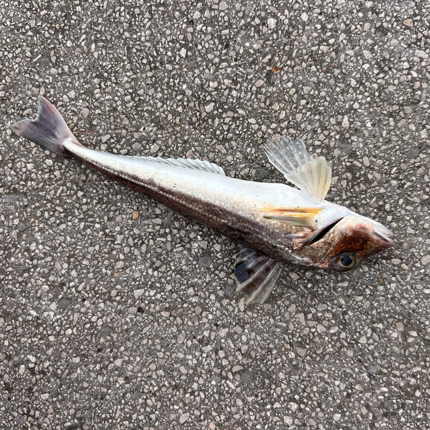 The most recent Red gurnard catches on Fishbrain