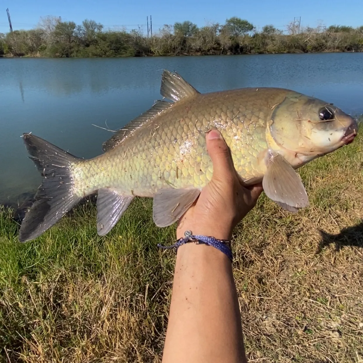 The most recent Bigmouth buffalo catches on Fishbrain