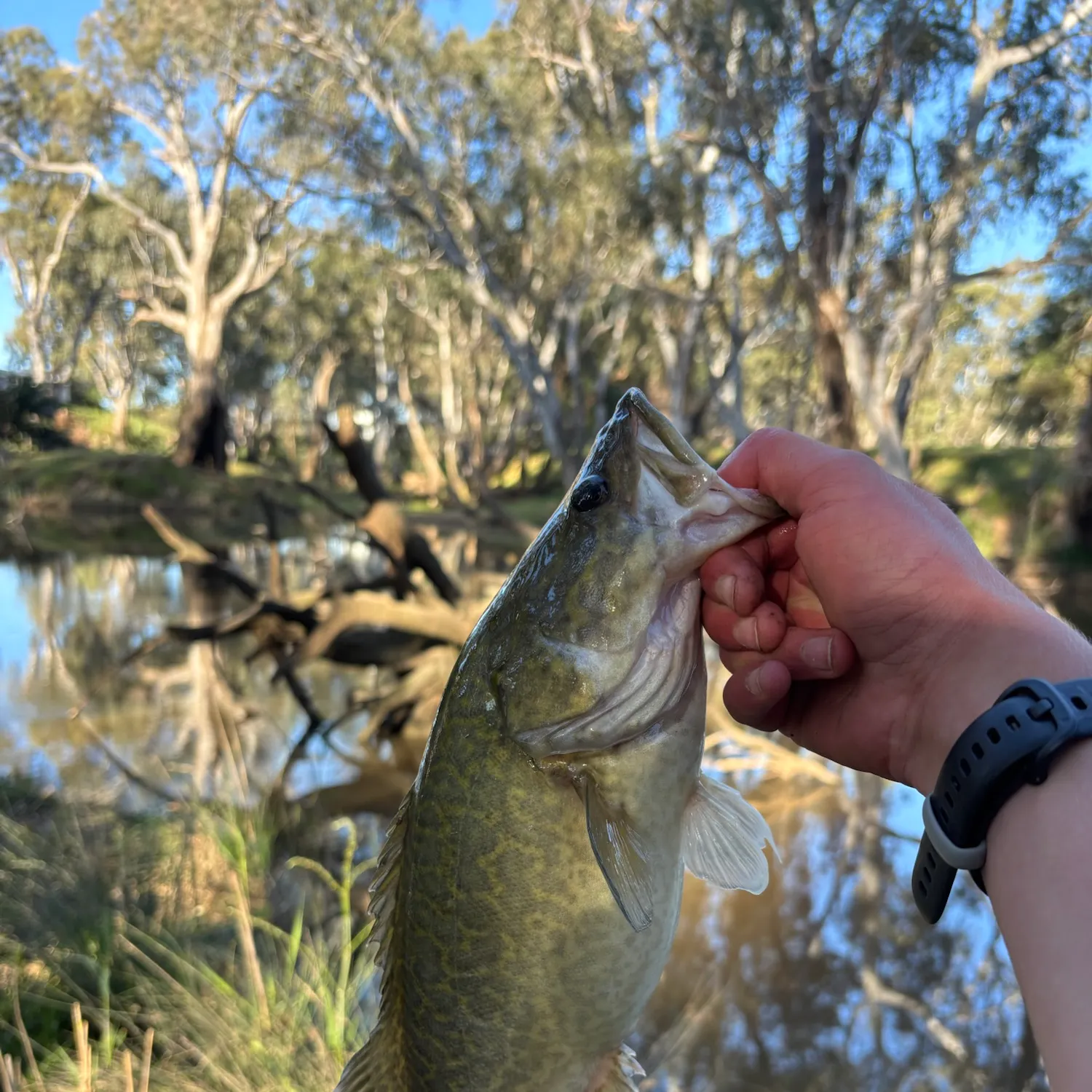 Murray cod caught on Fishbrain
