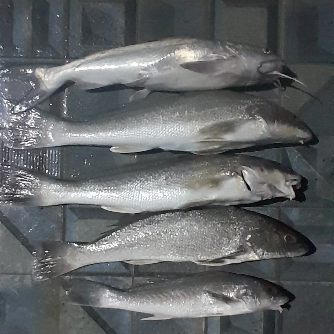 The most recent Gulf kingcroaker catches on Fishbrain