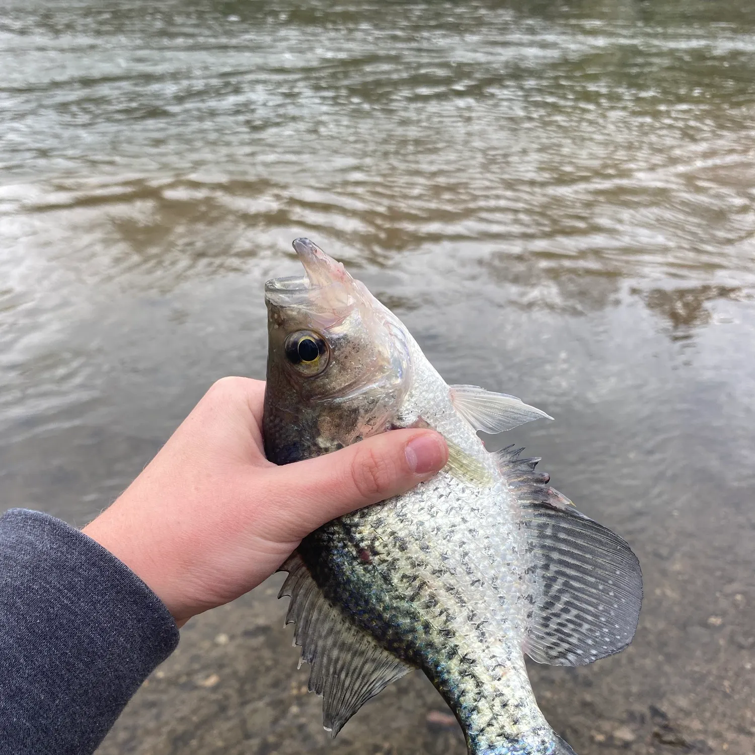 Black crappie caught on Fishbrain