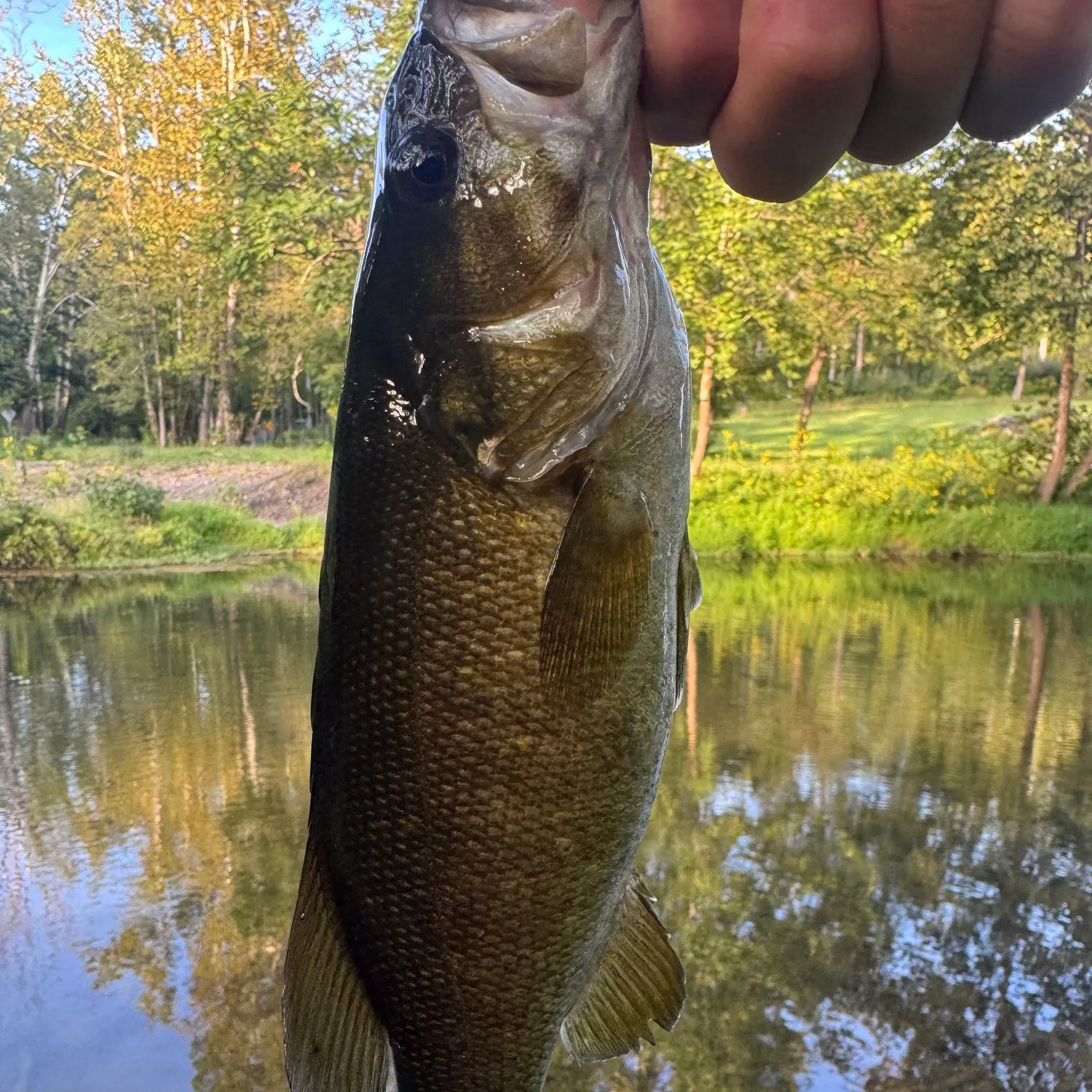 Smallmouth bass caught on Fishbrain