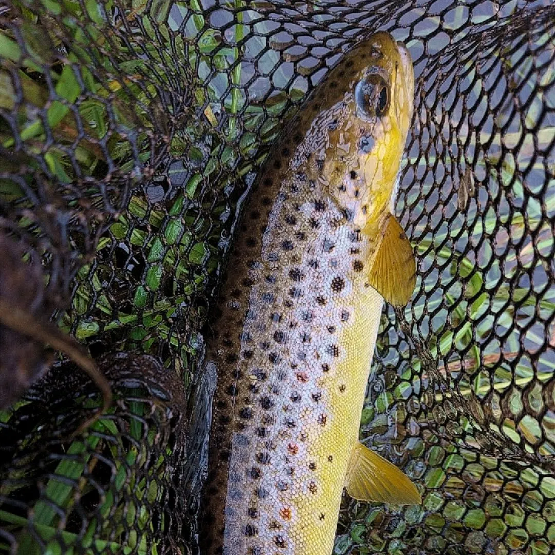 Brown trout caught on Fishbrain