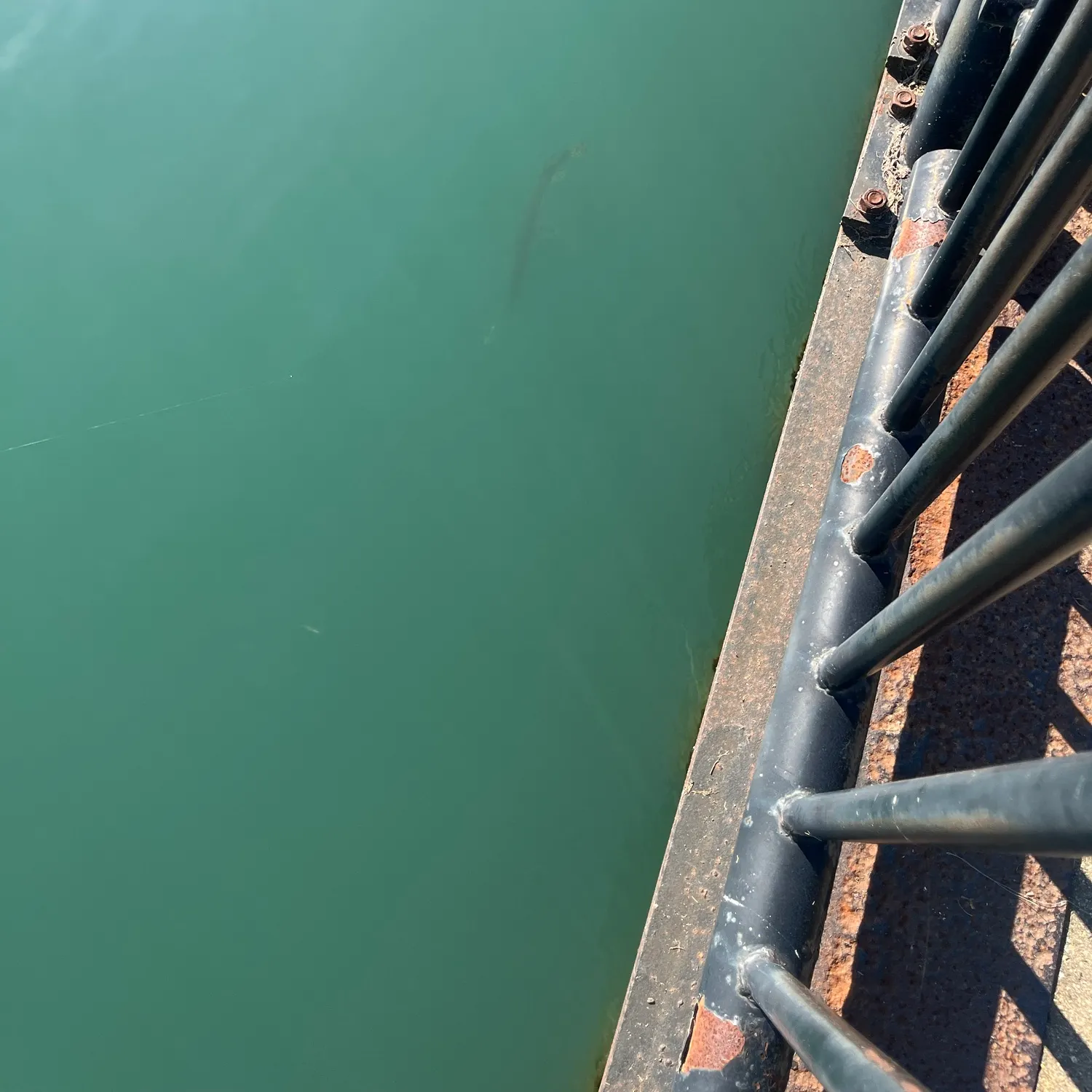 Longnose gar caught on Fishbrain