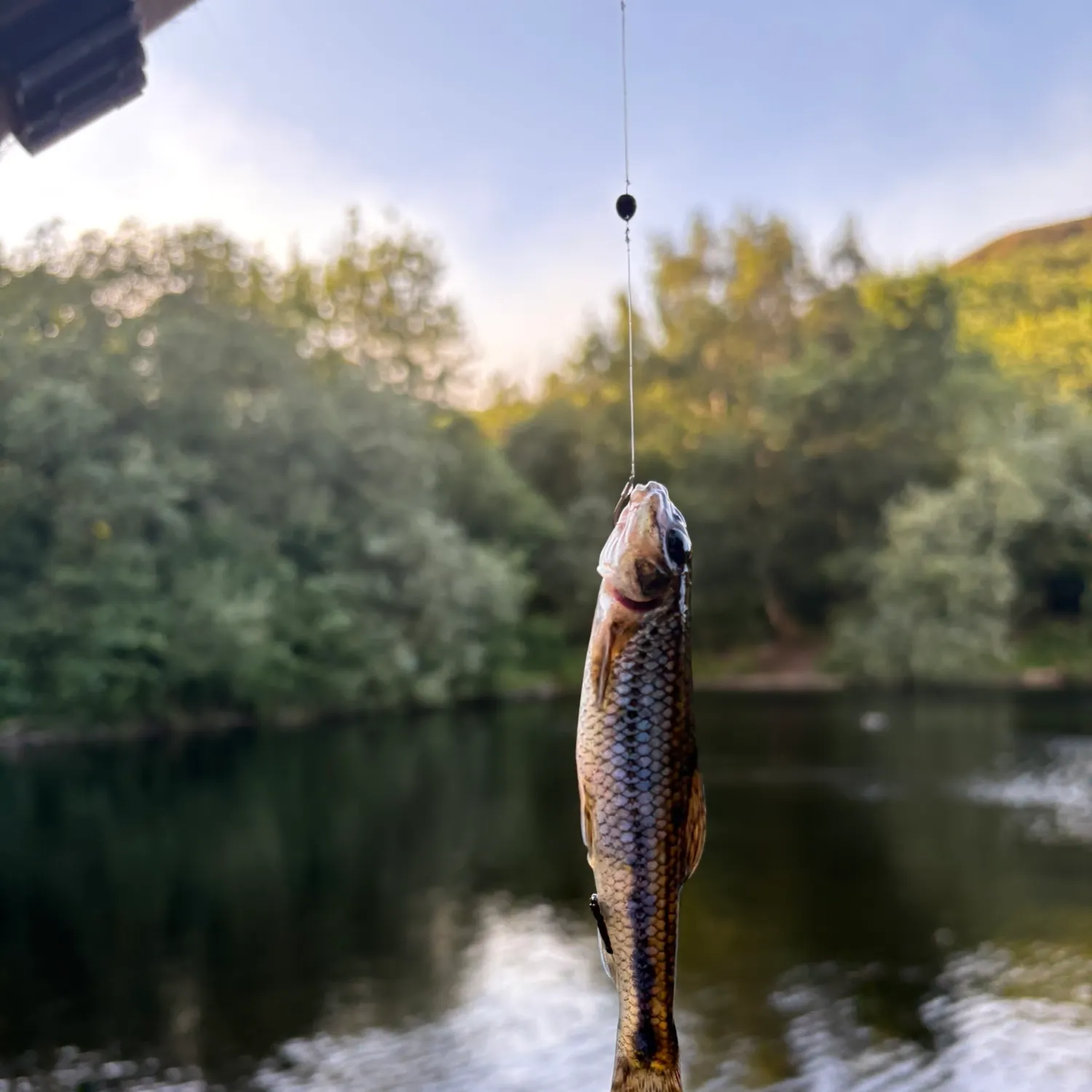The most recent Gudgeon catches on Fishbrain