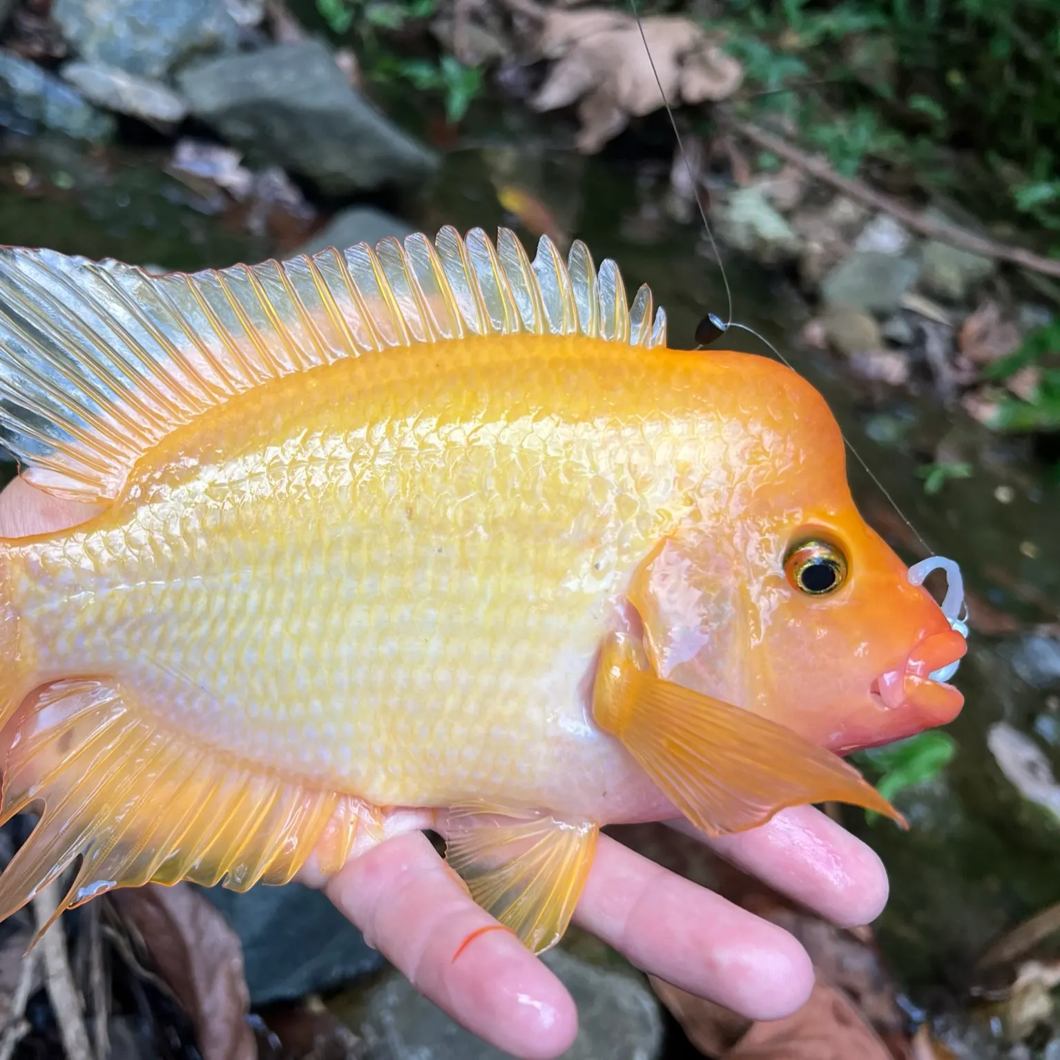 The most recent Midas cichlid catches on Fishbrain