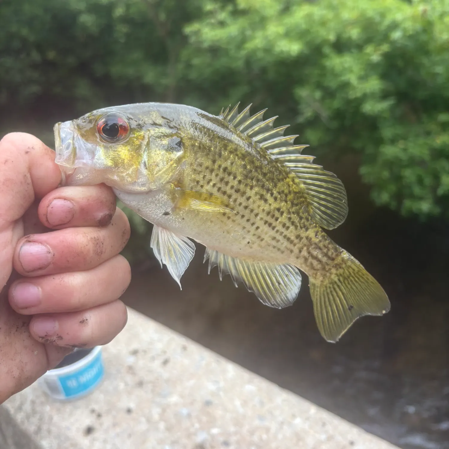 Rock bass caught on Fishbrain