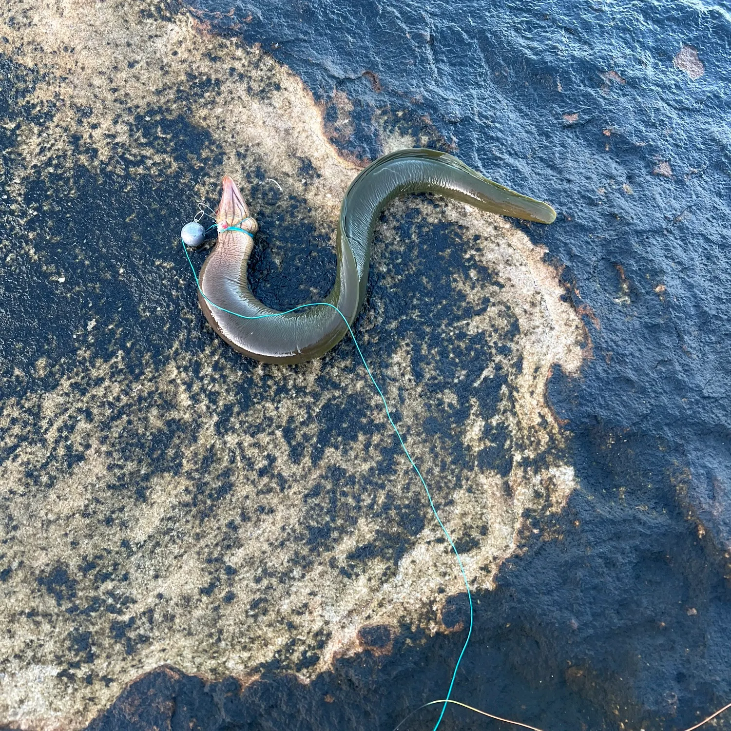 The most recent Green moray catches on Fishbrain
