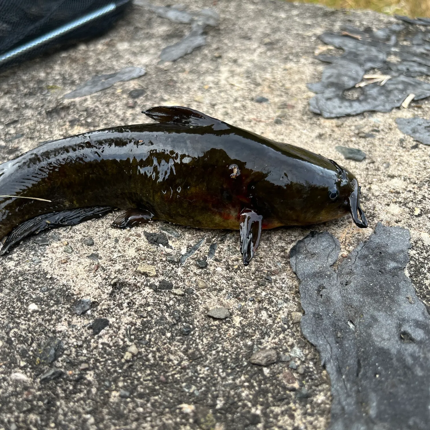 Black bullhead caught on Fishbrain