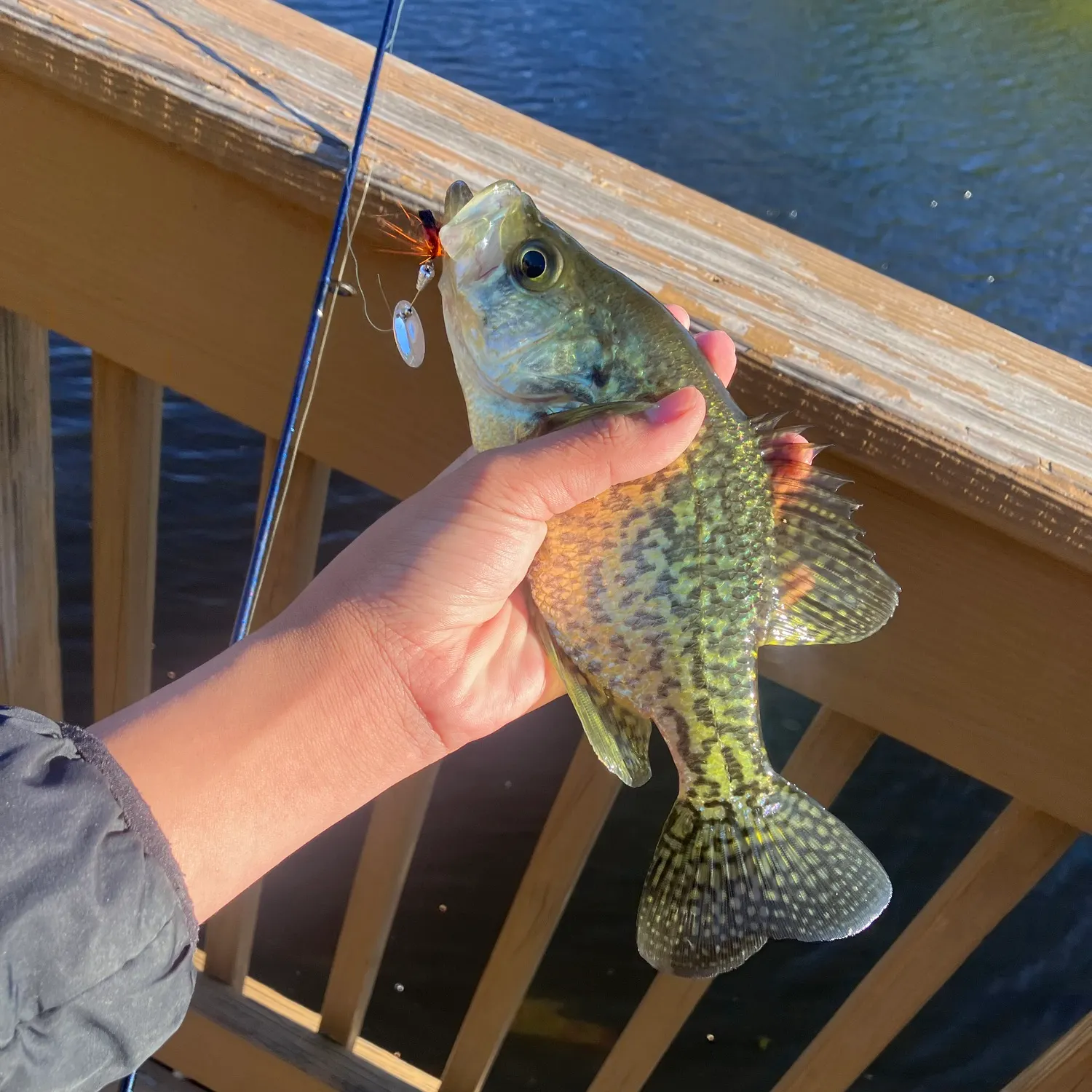 Black crappie caught on Fishbrain