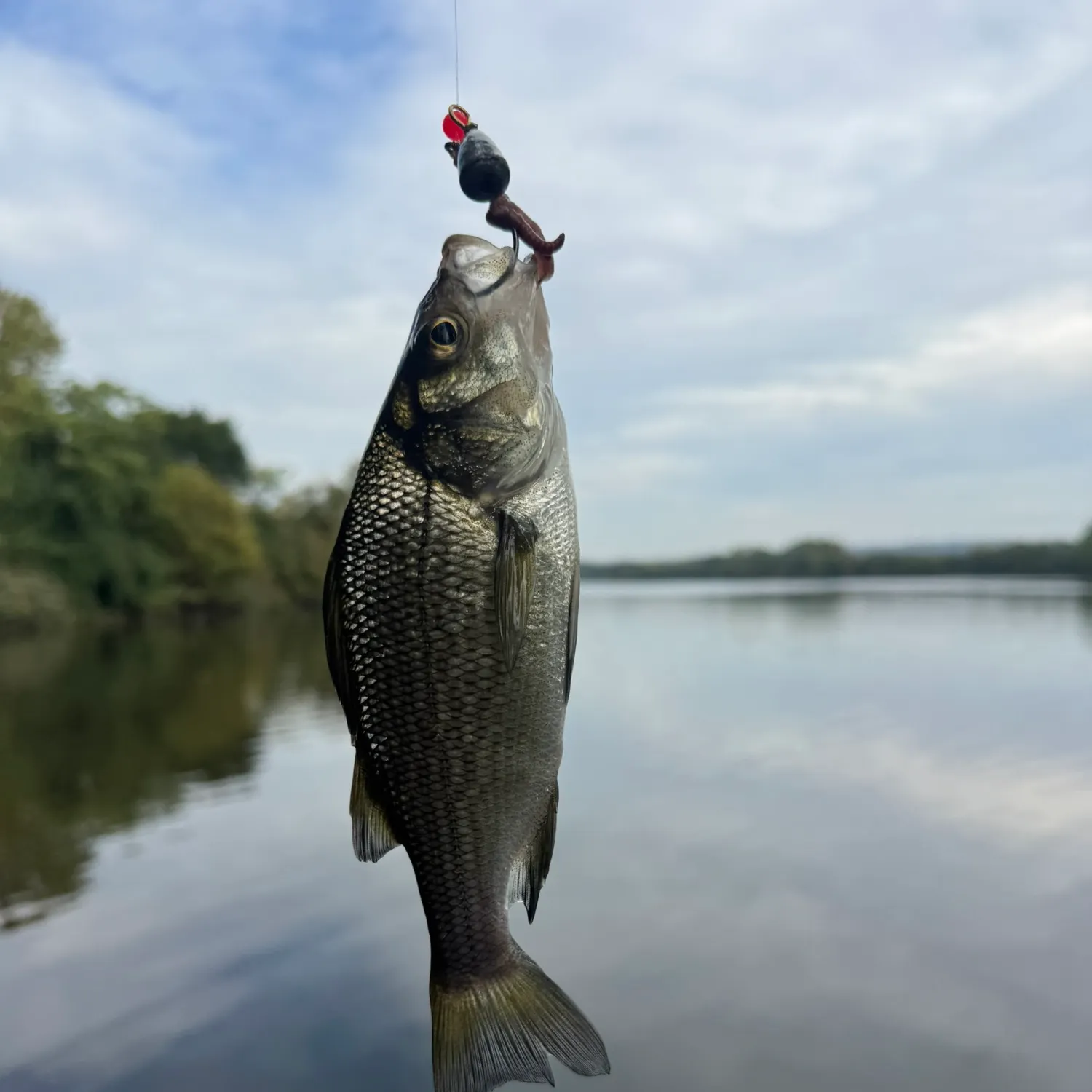 White perch caught on Fishbrain