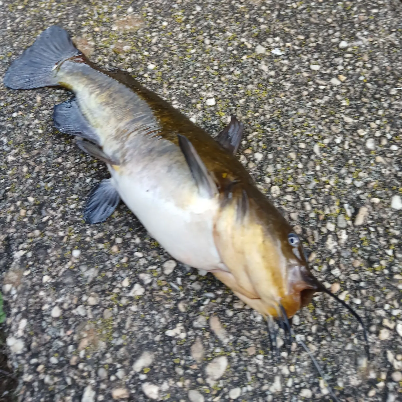 The most recent Brown bullhead catches on Fishbrain