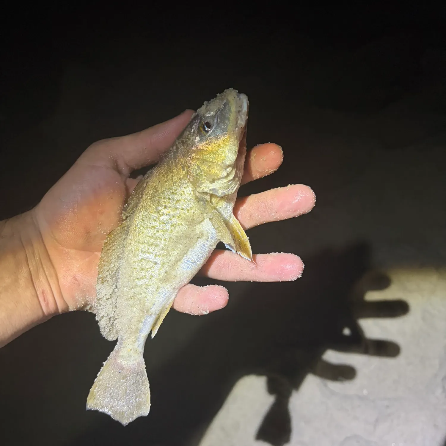Atlantic croaker caught on Fishbrain