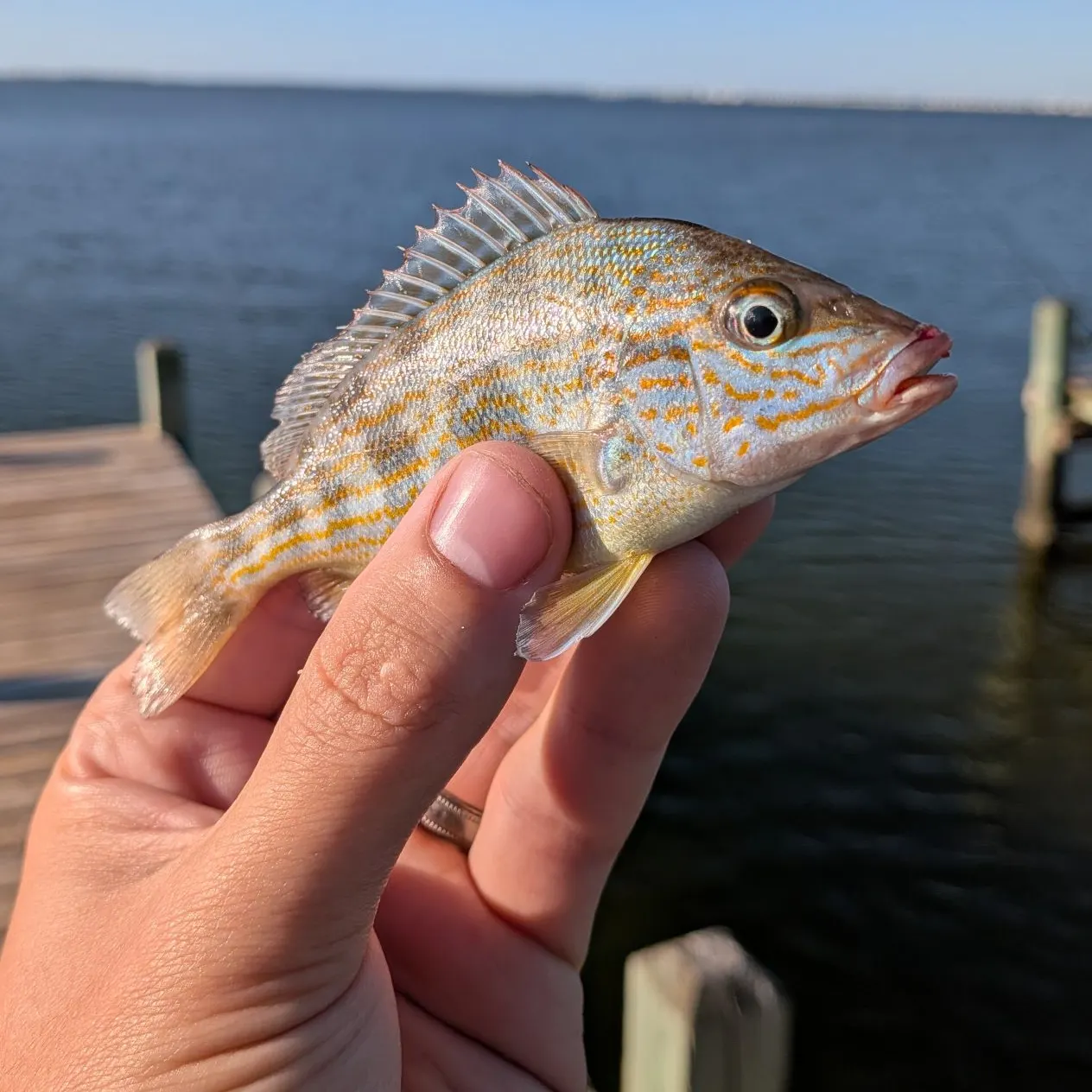 Pigfish caught on Fishbrain
