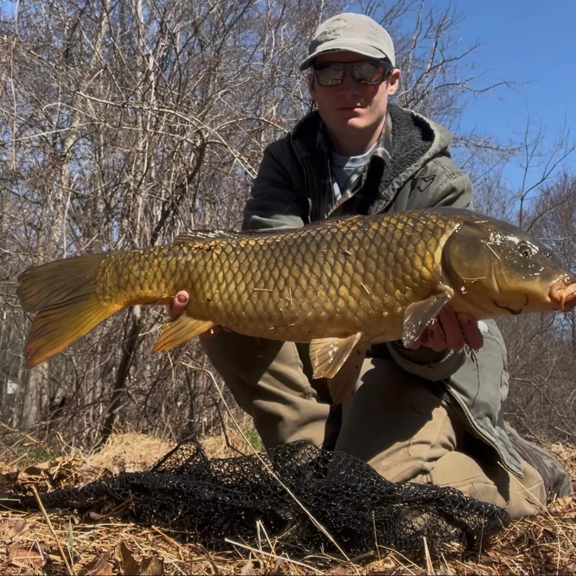 The most recent Koi x common carp catches on Fishbrain