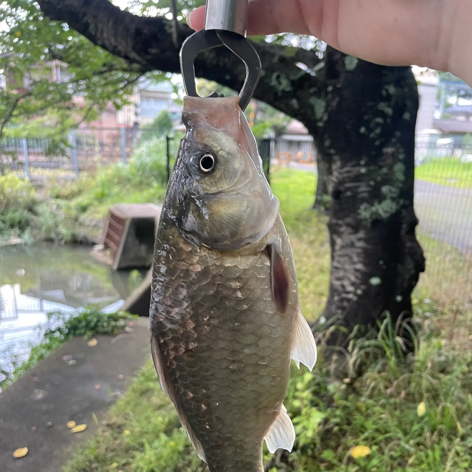 The most recent Japanese white crucian carp catches on Fishbrain