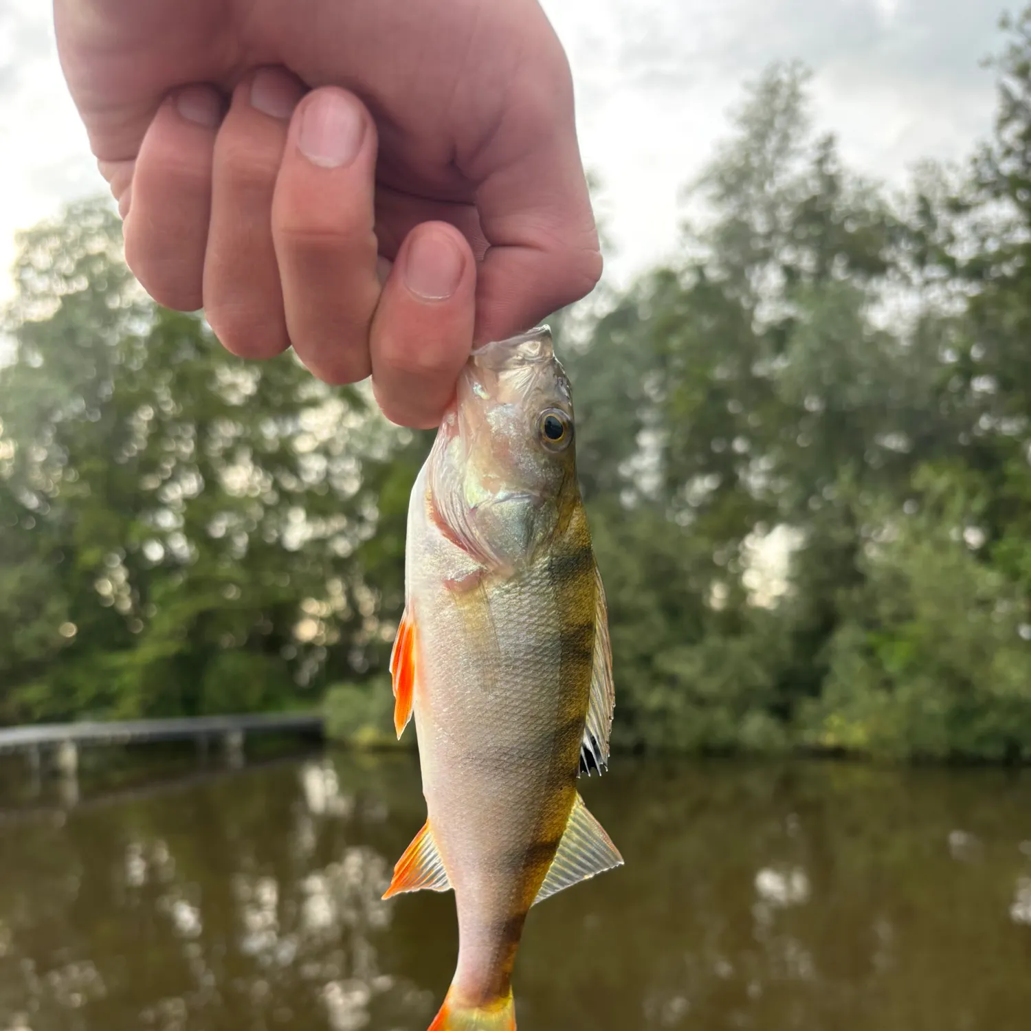 European perch caught on Fishbrain