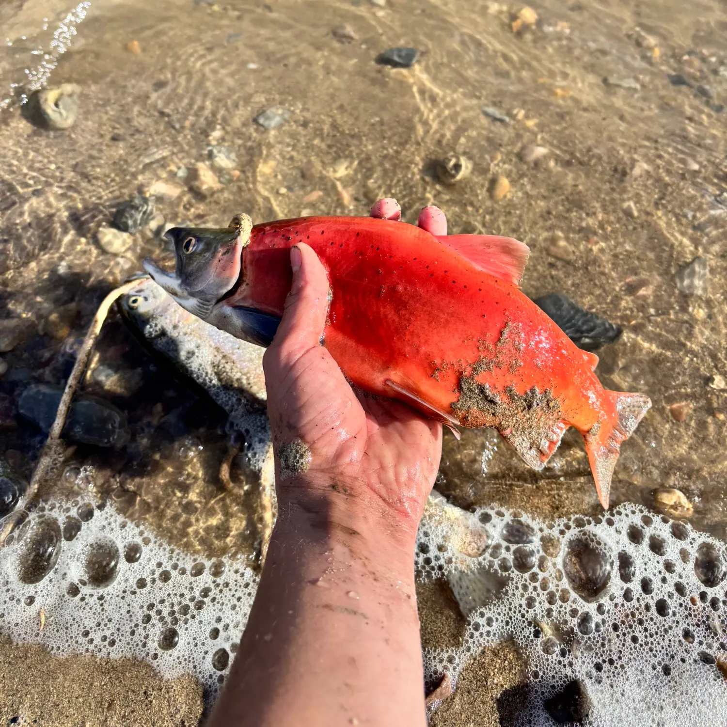 Kokanee salmon caught on Fishbrain