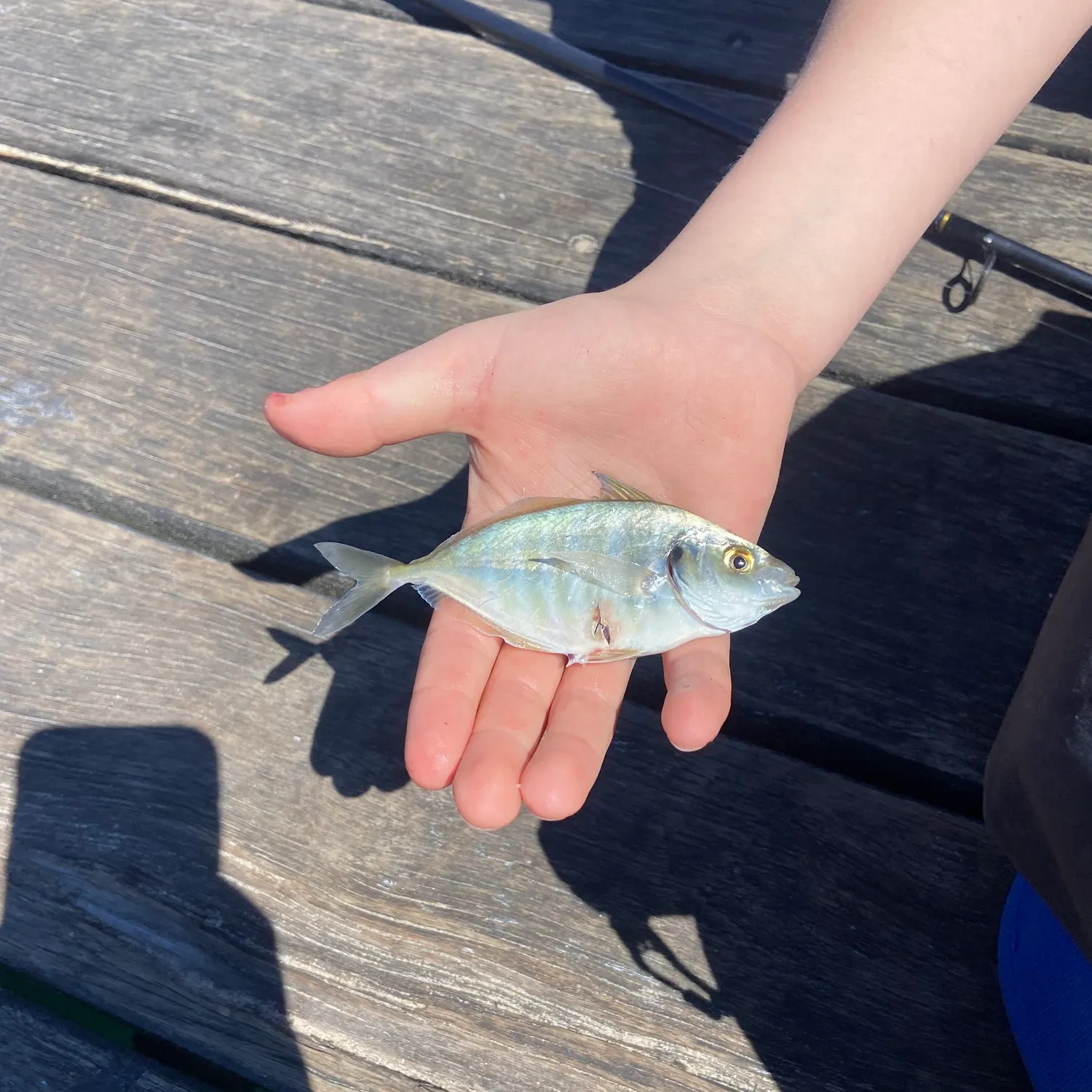 White trevally caught on Fishbrain