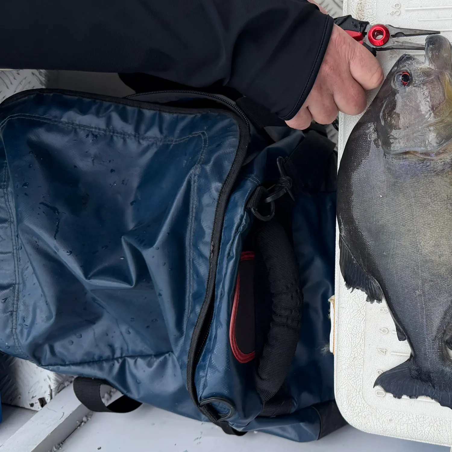 Redeye piranha caught on Fishbrain