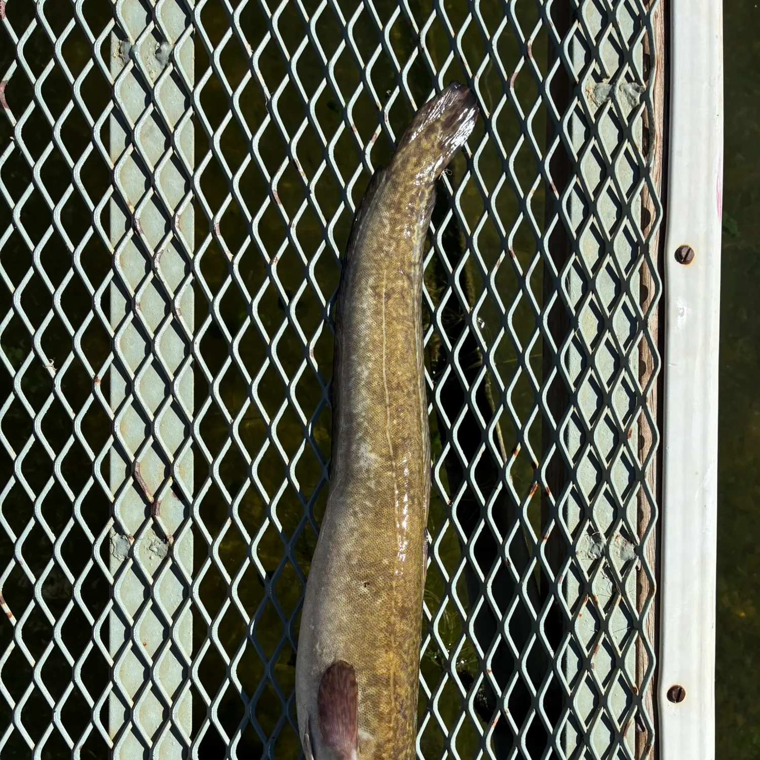Burbot caught on Fishbrain