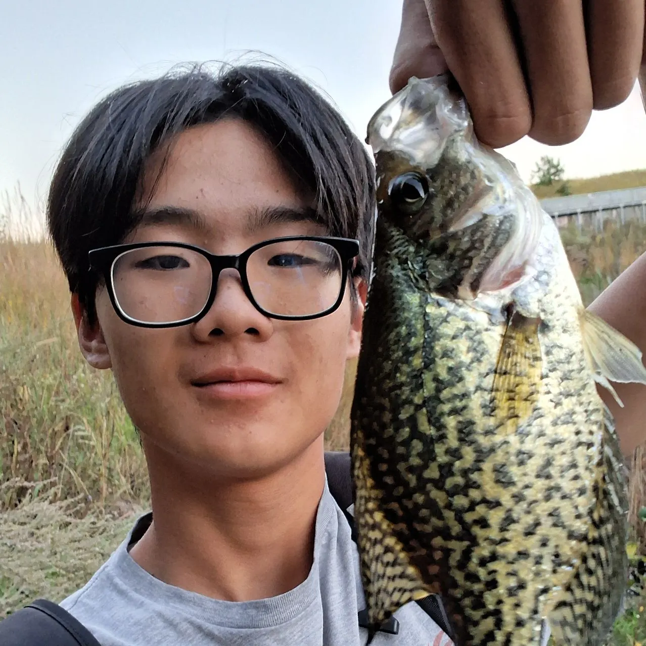 Black crappie caught on Fishbrain