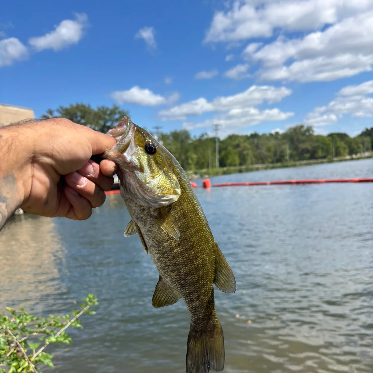 Smallmouth bass caught on Fishbrain