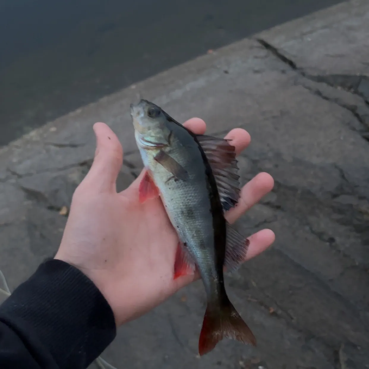 European perch caught on Fishbrain