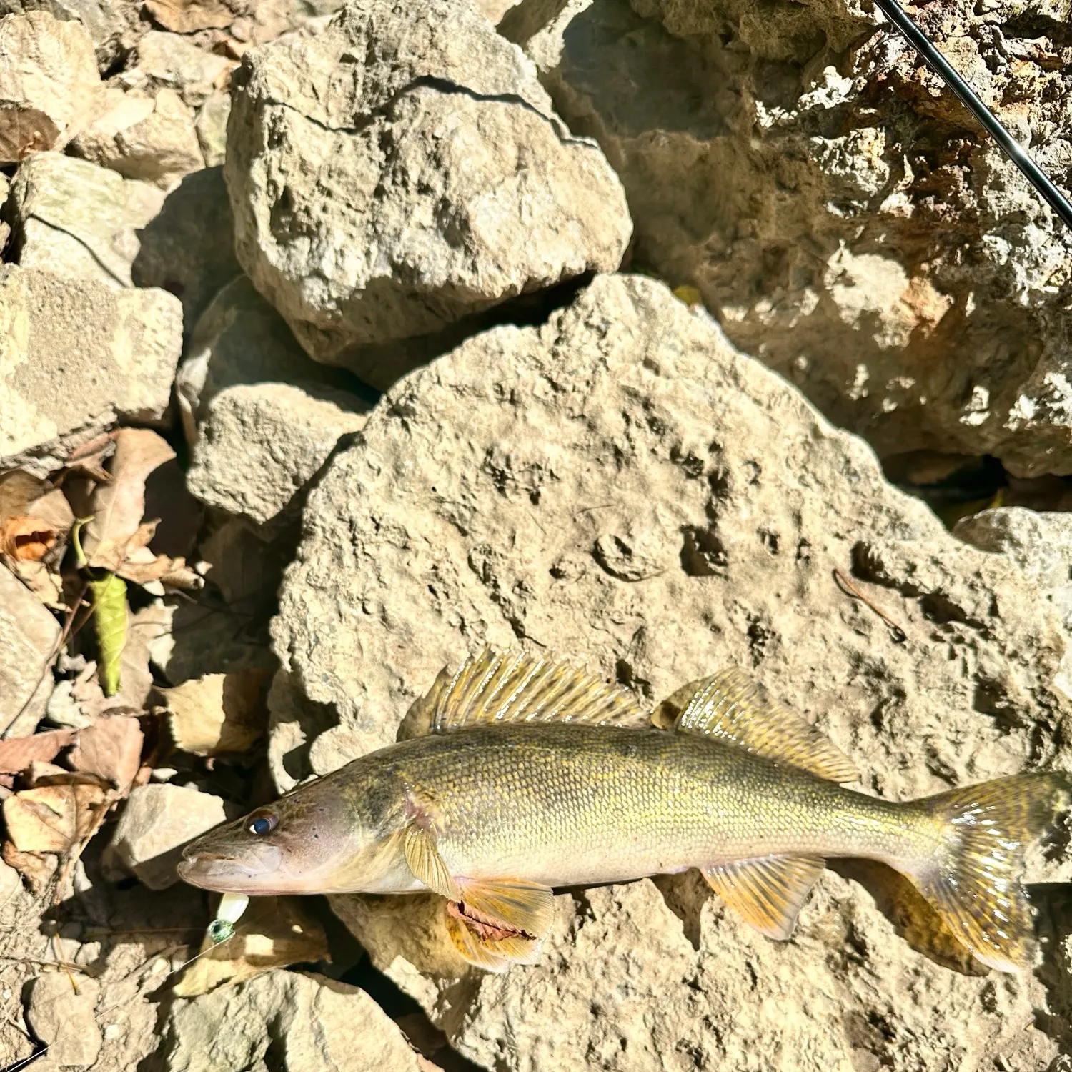 Saugeye caught on Fishbrain