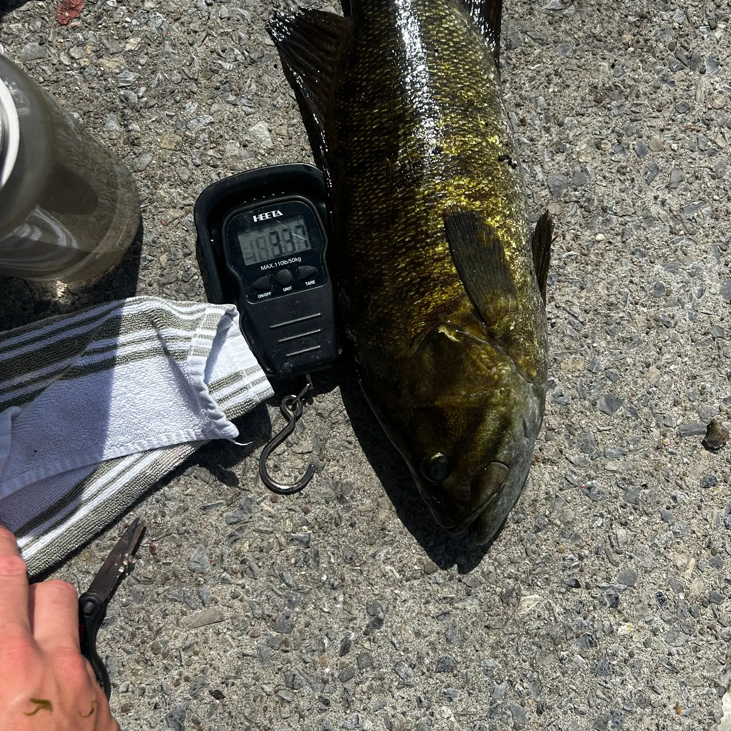 Smallmouth bass caught on Fishbrain
