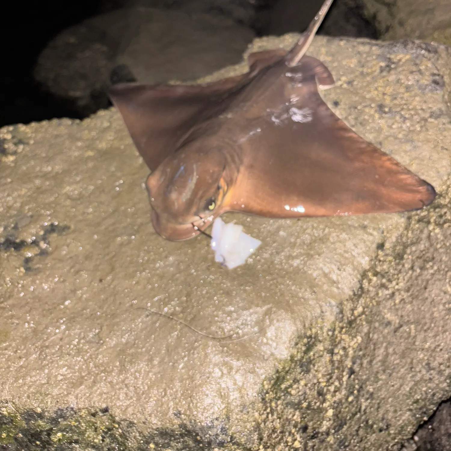 Bat eagle ray caught on Fishbrain
