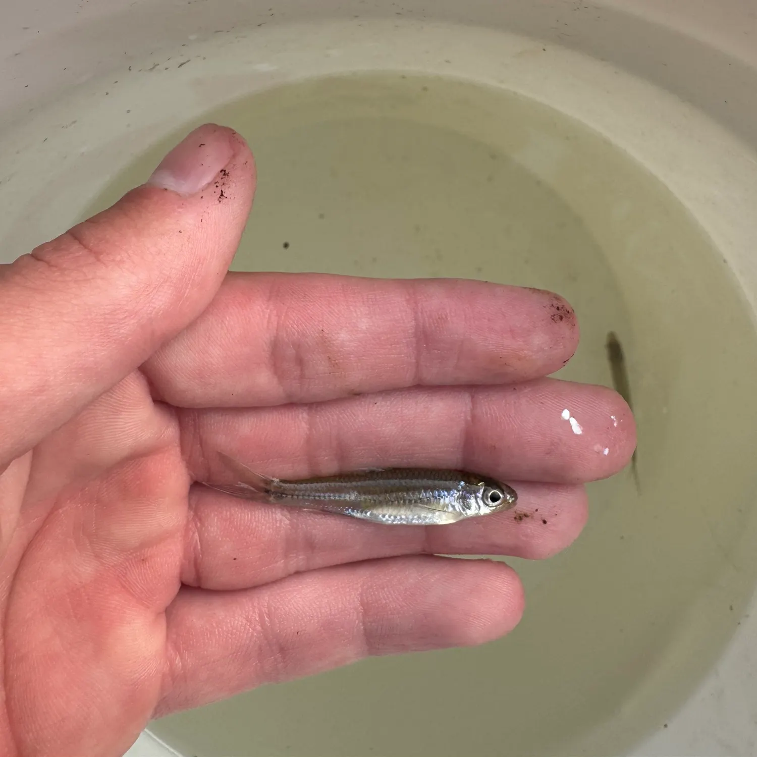 Mimic shiner caught on Fishbrain
