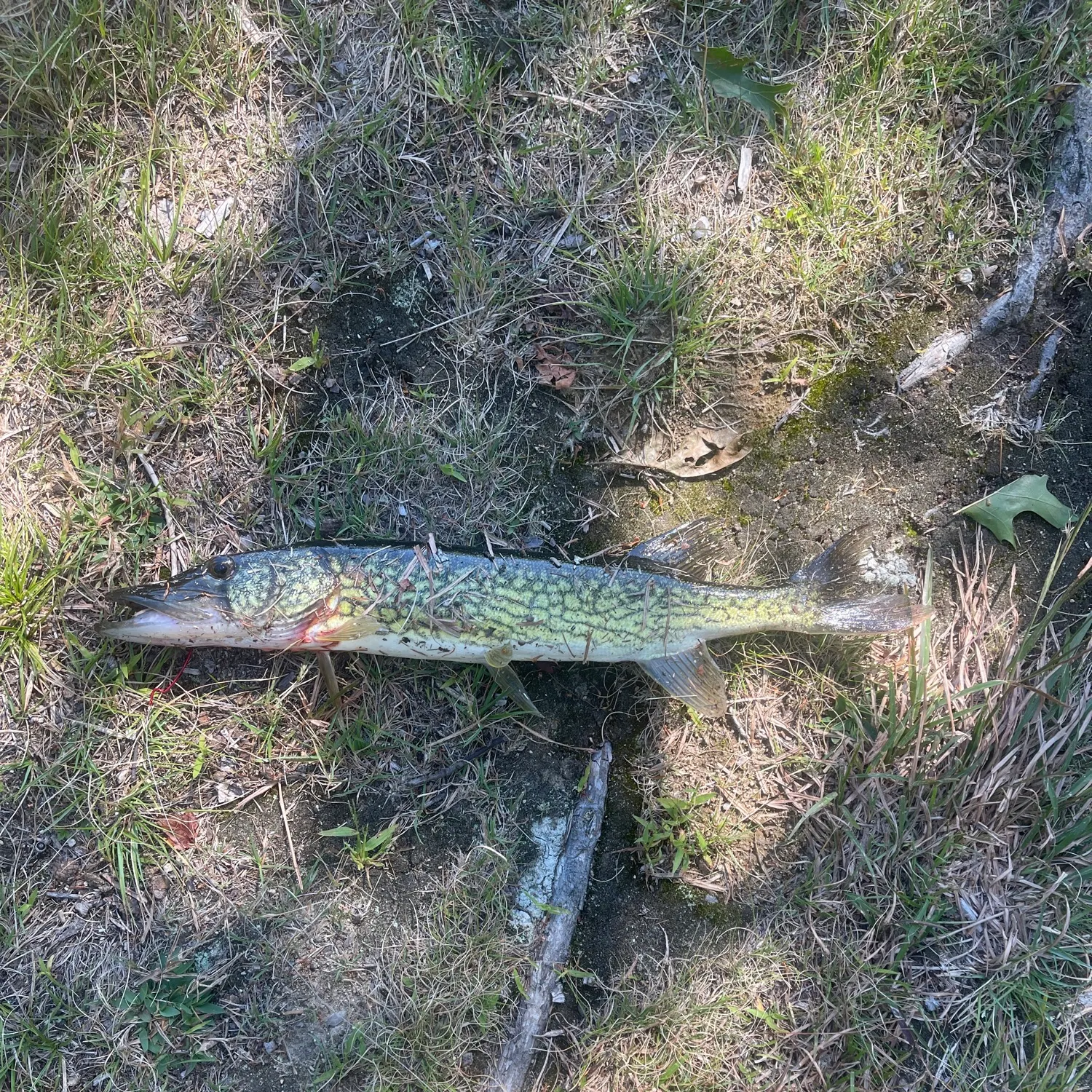 Chain pickerel caught on Fishbrain