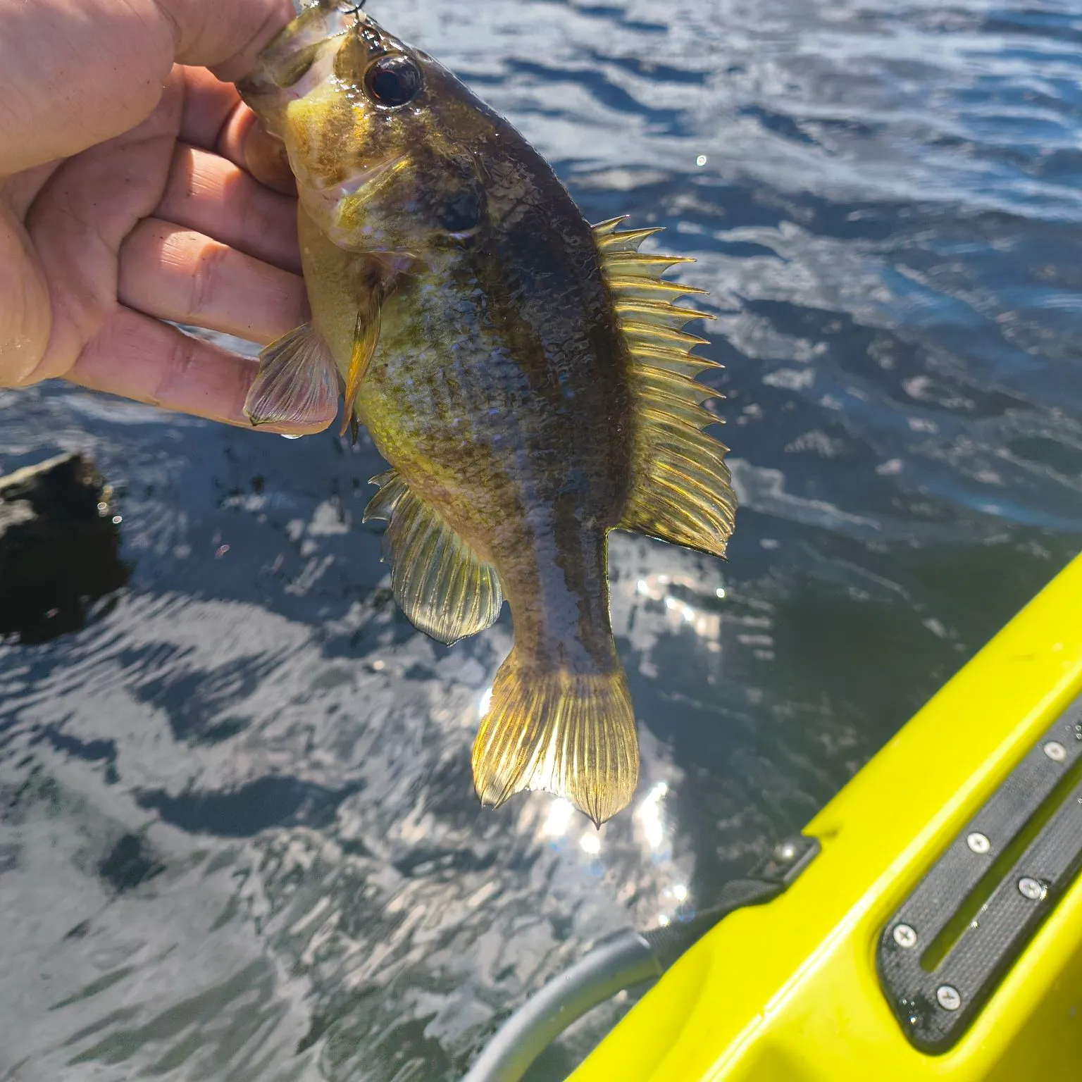 Warmouth caught on Fishbrain