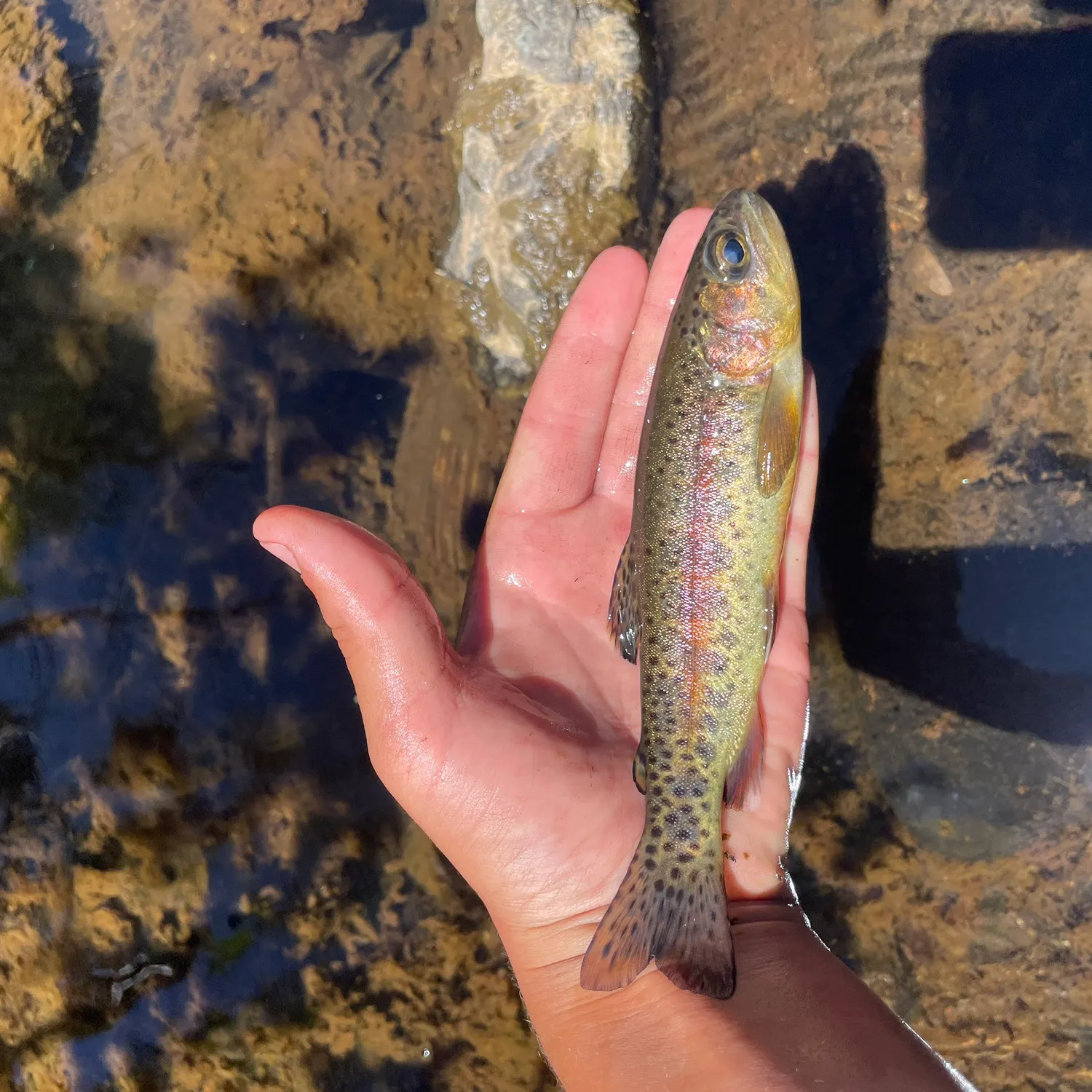 The most recent McCloud river redband trout catches on Fishbrain