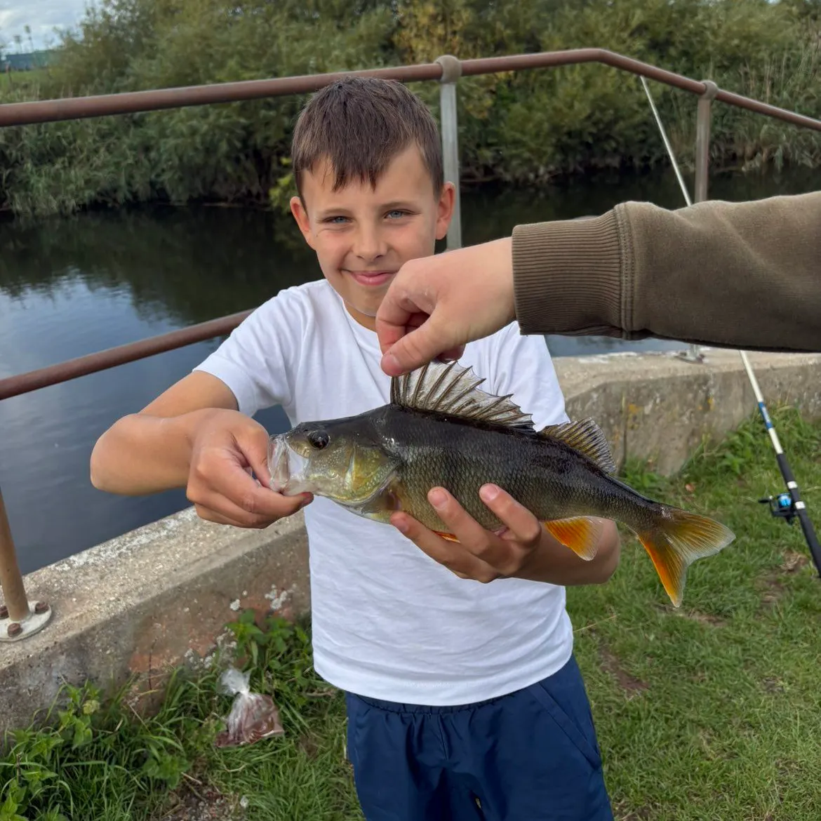 European perch caught on Fishbrain
