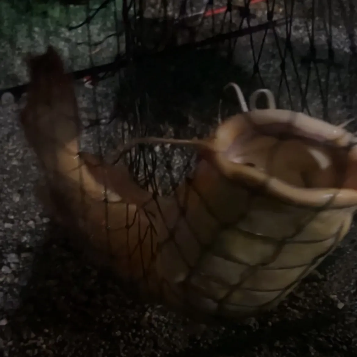 Channel catfish caught on Fishbrain