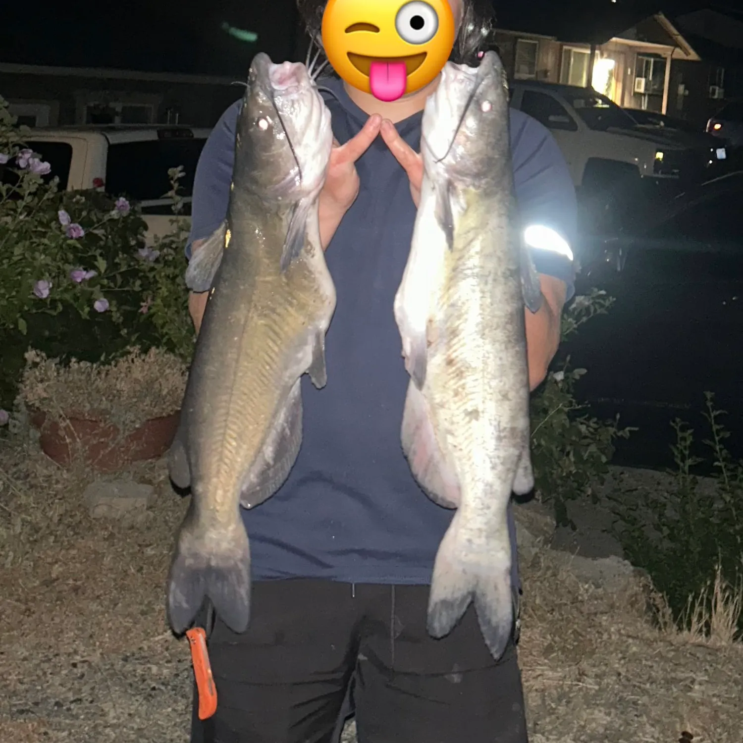 Channel catfish caught on Fishbrain