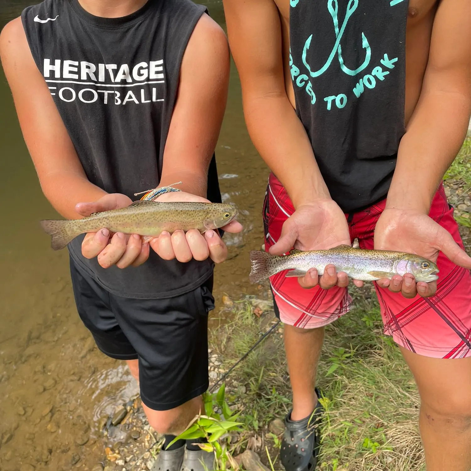 Rainbow trout caught on Fishbrain