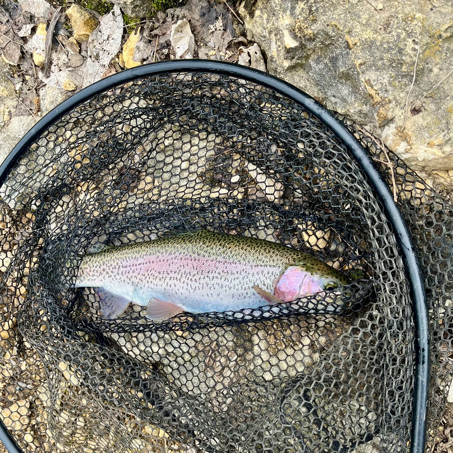 The most recent Rainbow trout catches on Fishbrain