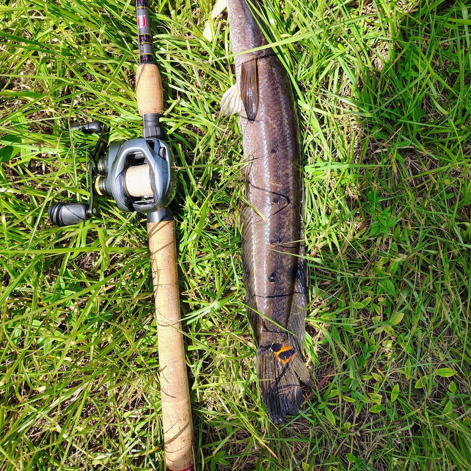 The most recent Bullseye snakehead catches on Fishbrain