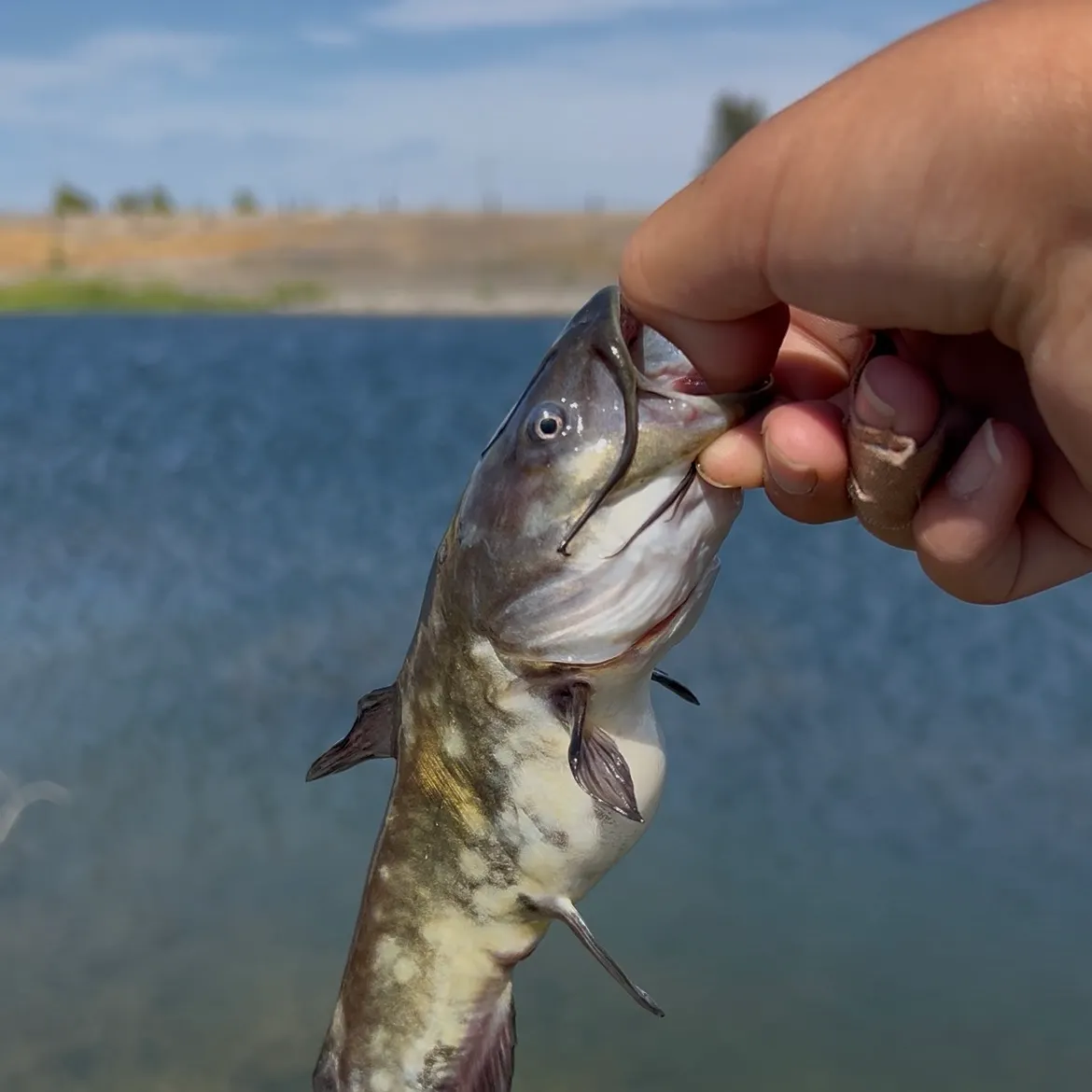 Black bullhead caught on Fishbrain