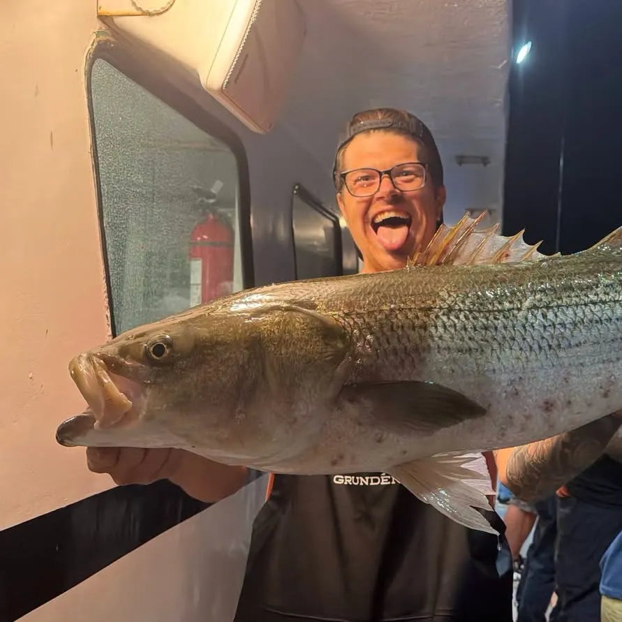Striped bass caught on Fishbrain